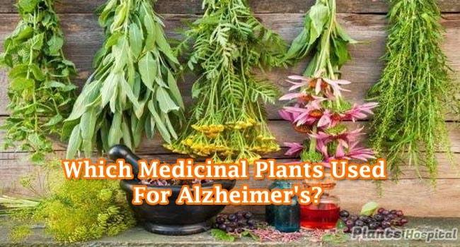 benefits-of-medicinal-plants