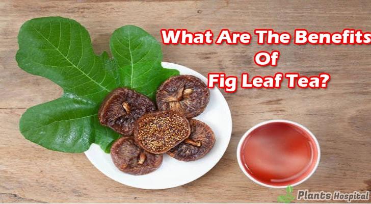 fig-leaf-tea-benefits