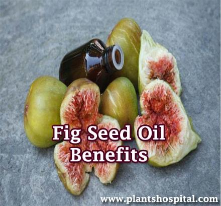fig-seed-oil