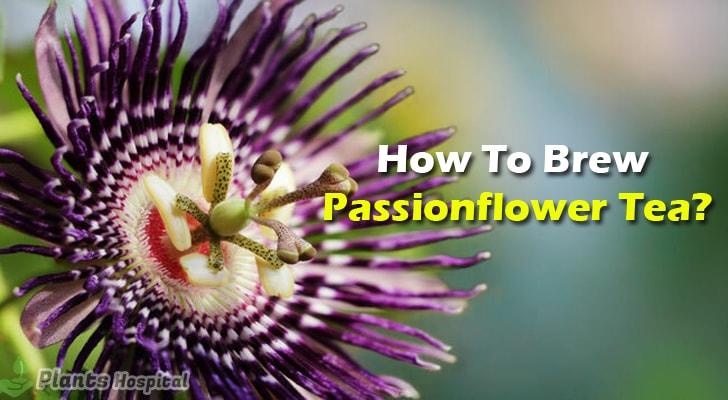 how-to-brew-passionflower-tea