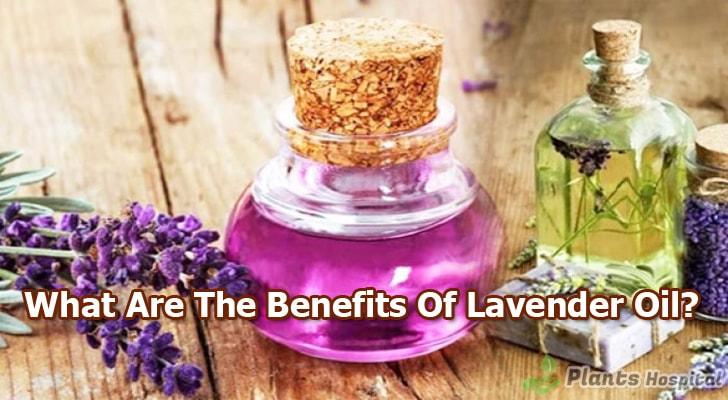 lavender-oil-benefits