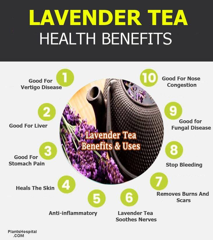lavender-tea-infographic