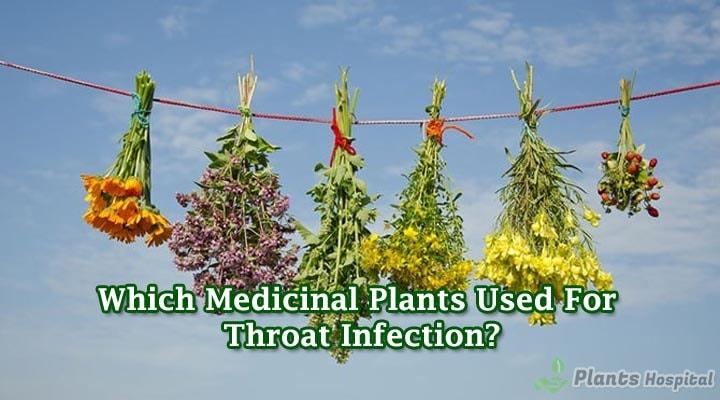 medicinal-plants-uses