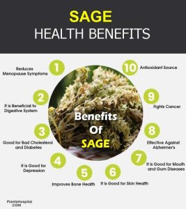 10 Wonderful Health Benefits Of Sage: Nutritional Facts, Uses & More