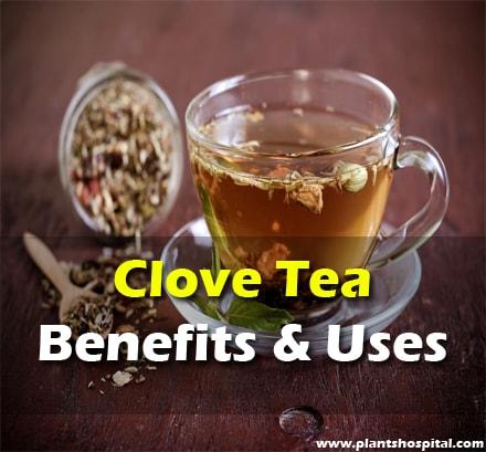 what-is-clove-tea