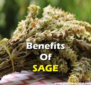 what-is-sage