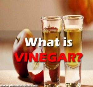 what-is-vinegar