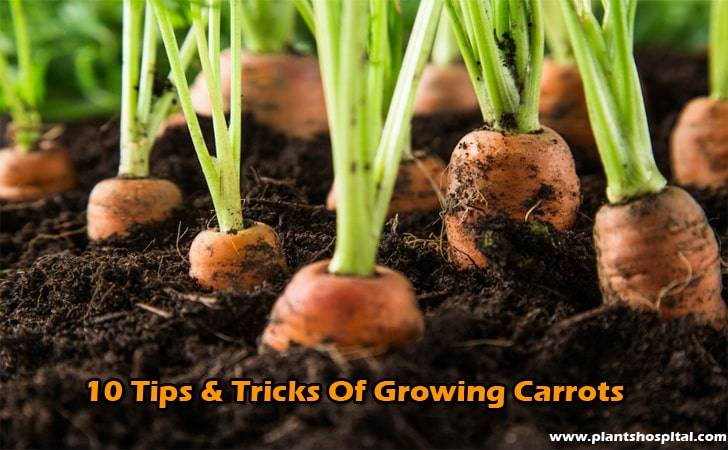 10-tips-&-tricks-of-growing-carrots