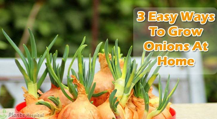 3-easy-ways-to-grow-onions-at-home