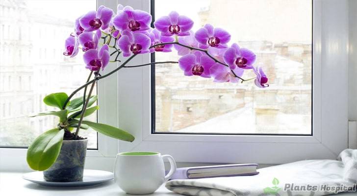 6-steps-to-prune-orchids