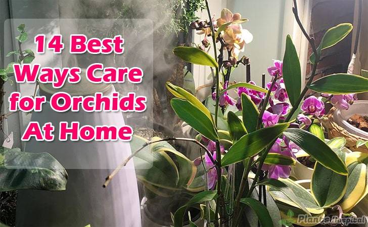 Best-ways care-for-orchids-at-home