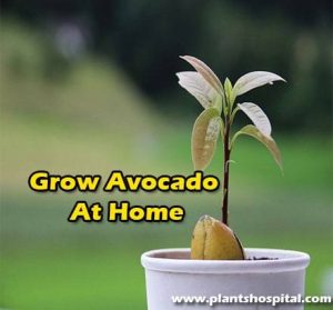 Grow-avocado-at-home