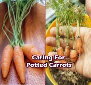 Grow-carrots-at-home