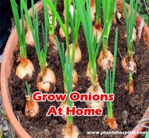 Grow-onions-at-home