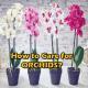 How-to-care-for-orchids