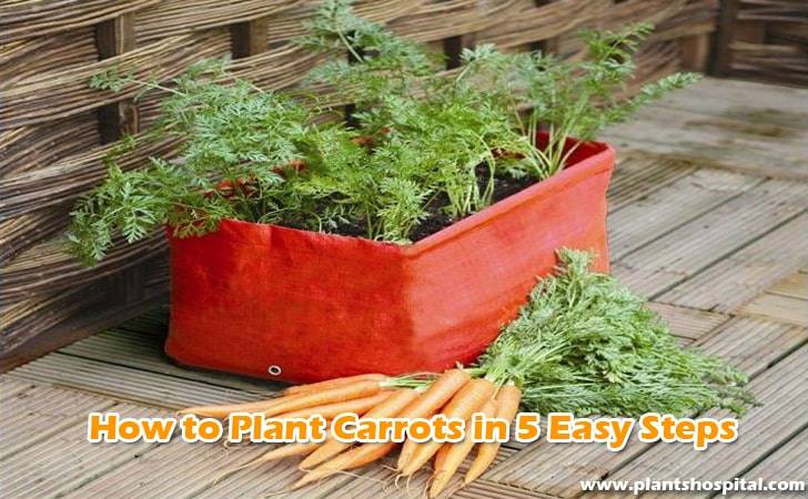 How-to-plant-carrots-in-5-Easy-Steps