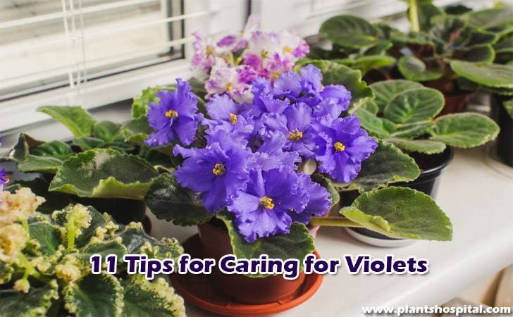 Violets-Care-and-Feeding