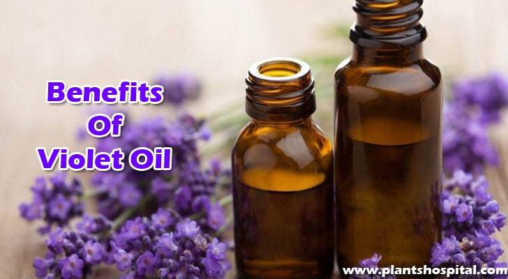 benefits-of-violet-oil