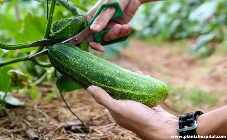 cucumber-harvest