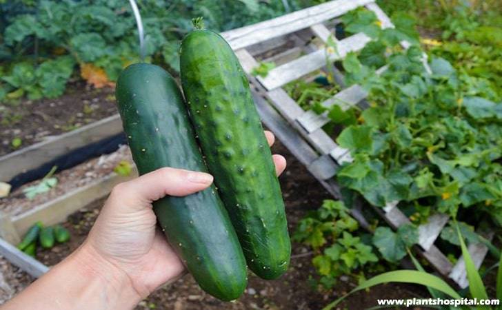 cucumber-positioning