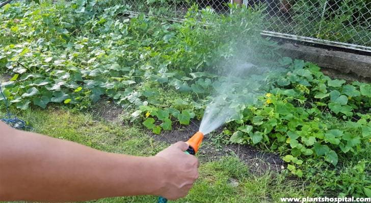 cucumber-watering