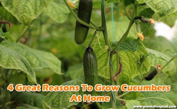 great-reasons-to-grow-cucumber