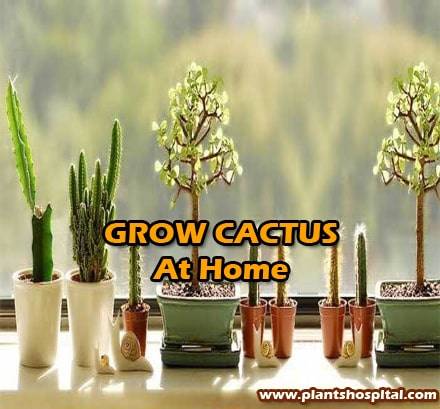 grow-cactus-at-home