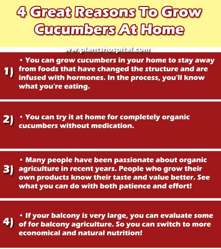 grow-cucumbers-at-home-graphic