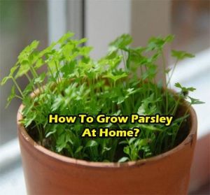 grow-parsley-at-home