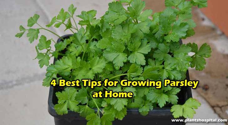 grow-parsley