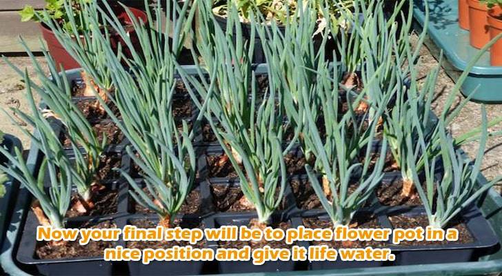 growing-onion-at-home-step-3