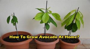 7 Best Ways To Grow Avocado At Home - How To Care Avocado At Home?