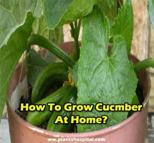 how-to-grow-cucumber-at-home