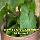 how-to-grow-cucumber-at-home