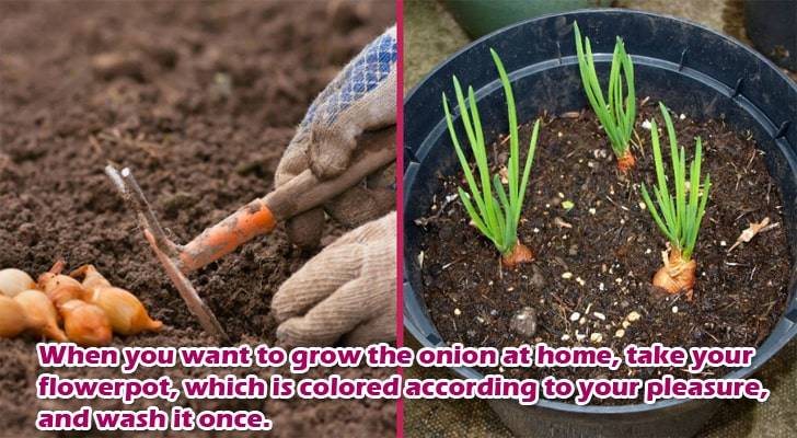 organic-onions-at-home