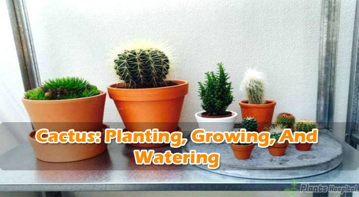 planting-cactus-at-home