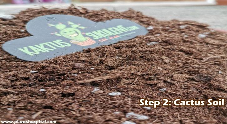 step 2 cactus soil