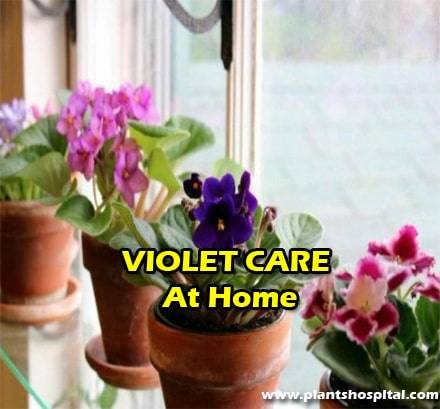 violet-care-at-home