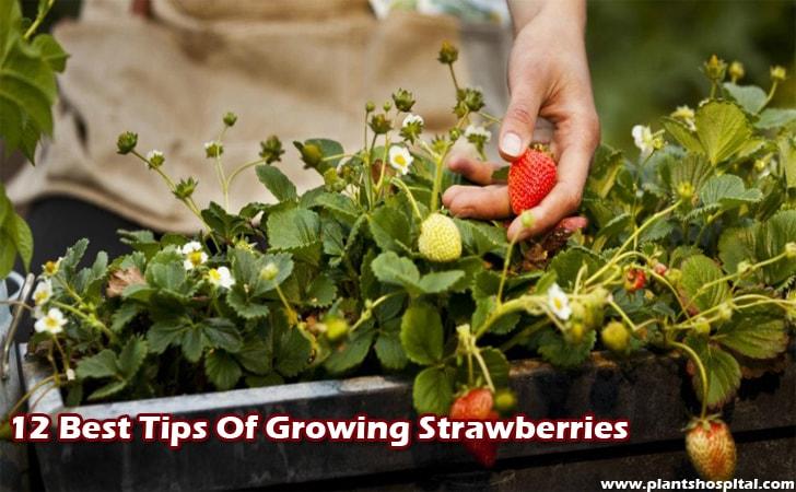 12-Best-Tips-Of-Growing-Strawberries