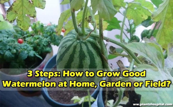 3-steps-how-to-grow-watermelons-at-home