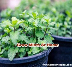 Grow-mints-at-home
