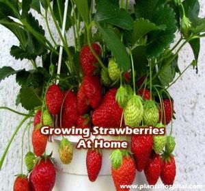 Growing-strawberries