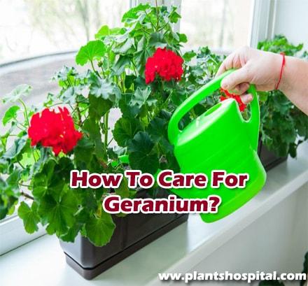 How-to-care-for-geranium-flower