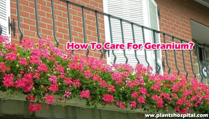 How-to-care-for-geranium