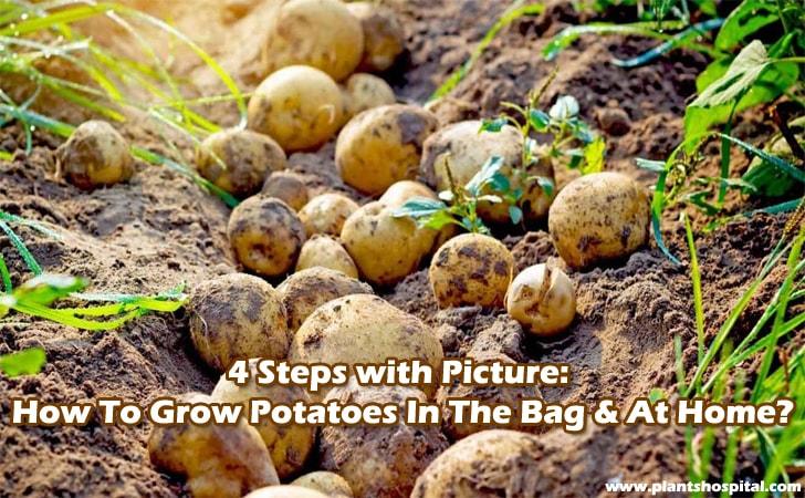 How-to-grow-potatoes-in-the-bag