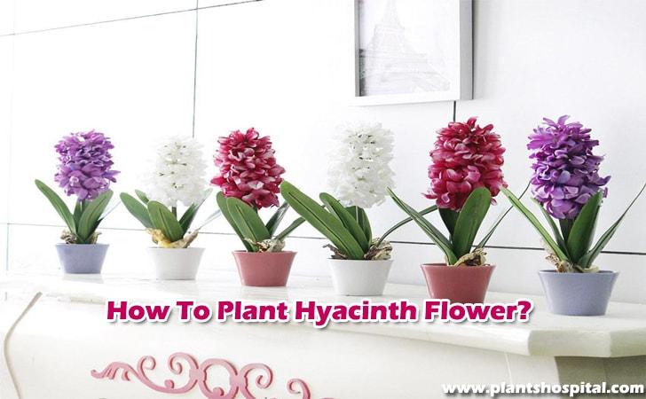 How-to-plant-hyacinth-flower