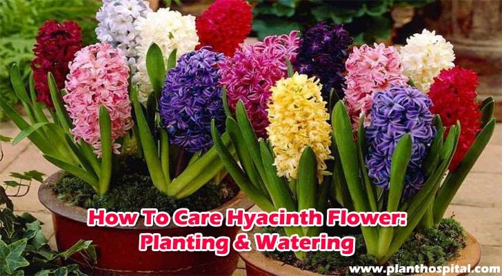 Hyacinth-flower-care