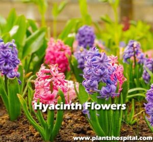 Hyacinth-flowers