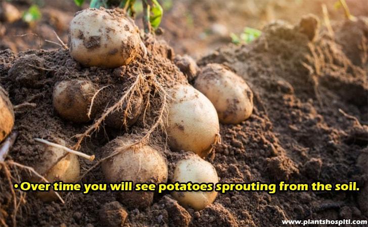 Over-time-you-will-see-potatoes-sprouting-from-the-soil