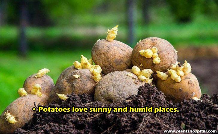 Potatoes-love-sunny-and-humid-places